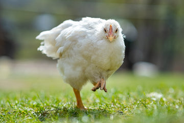 Free range chicken & eggs