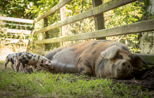 Gloucestershire Old Spots Sow and piglets in orchard