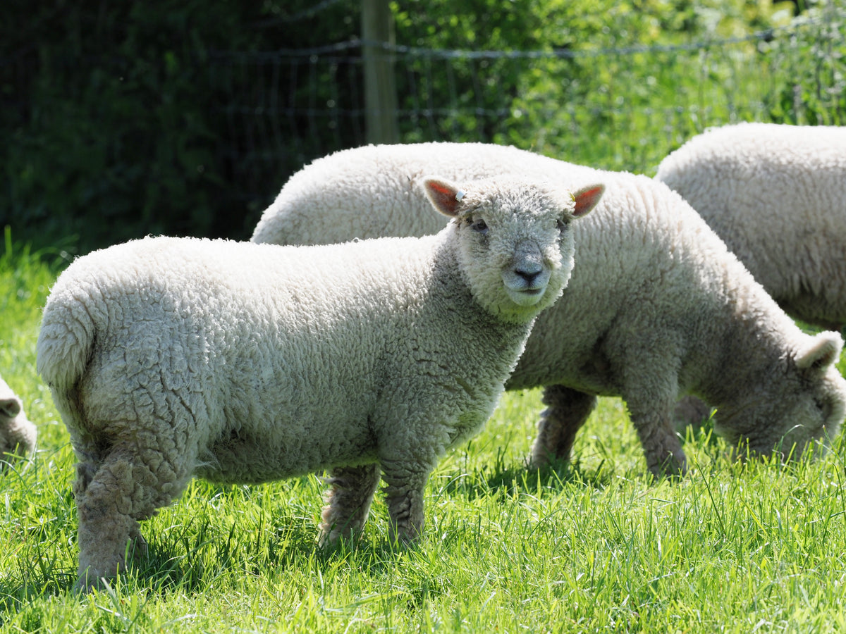 Grass fed lamb – Meat For Health