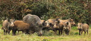 Wild Boar